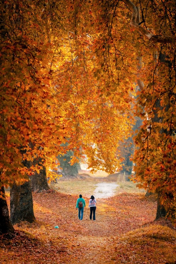 Chinar Garden